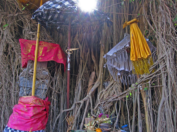 Banyan Tree In Lembongan Village