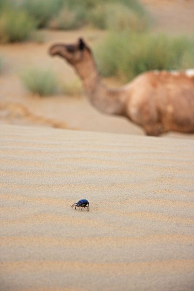 Dune Bug