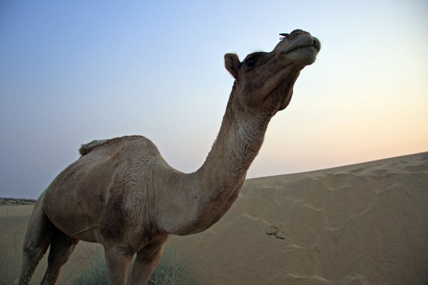 Camel Break