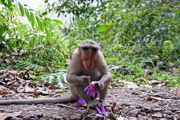Monkey Playing With A Flower