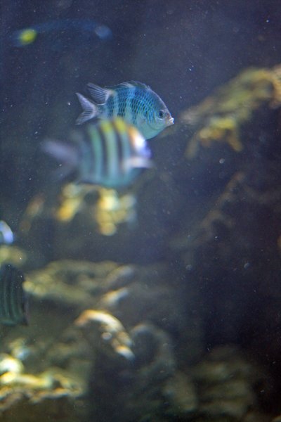 Tri Nguyen Aquarium