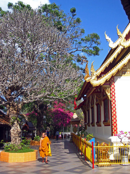 Monk At Wat Phrathat 