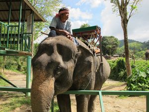 The other mahout