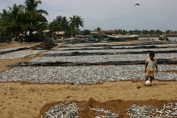 Fish drying - Negombo