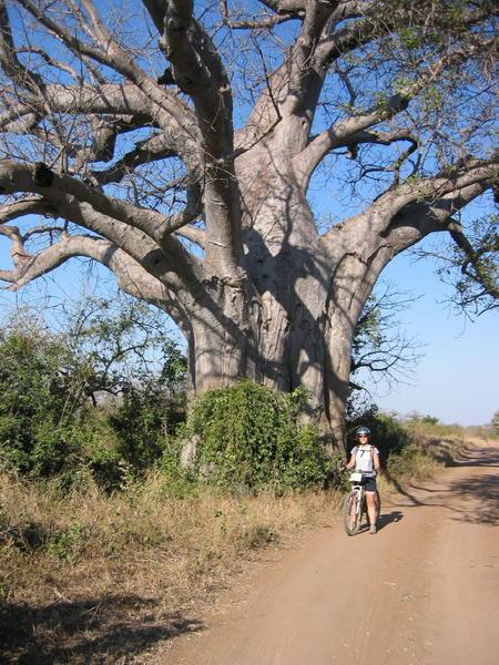 Laura under a Baobab tree