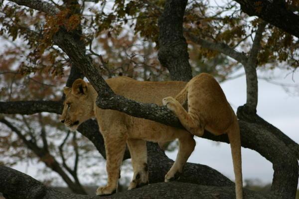 Lions can climb trees