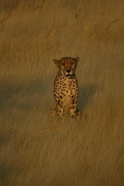 Cheetah 02