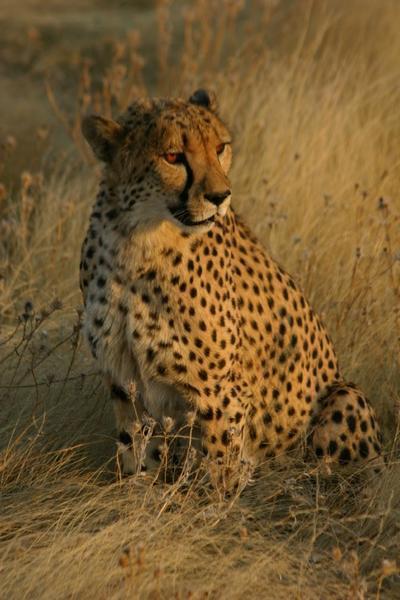 Cheetah 03