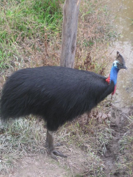 A real live Cassowary