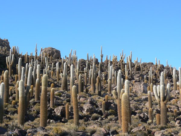 Cacti at Incahuasi