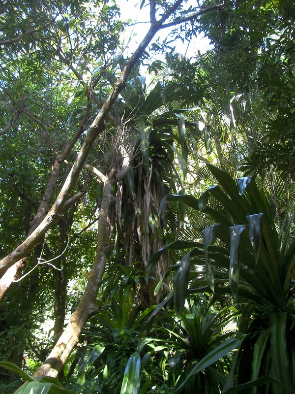 part of the tropical canopy