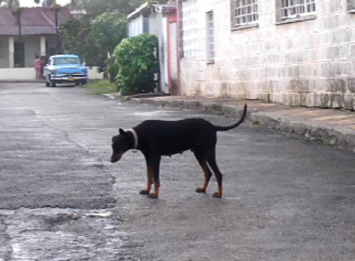 stray dog- outside one of Hemingways