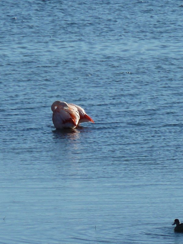 a Flamingo with its bottom in the air!