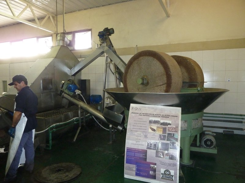 Olive oil processing - sqeezing the olives to get out the oil!