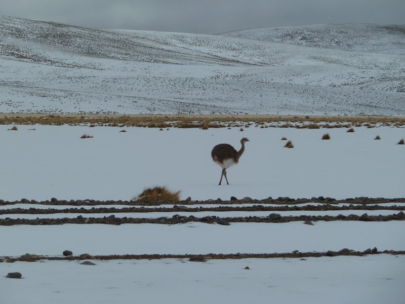 an arctic ostrich - very rare