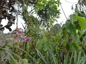 The famous Machu Picchu orchid