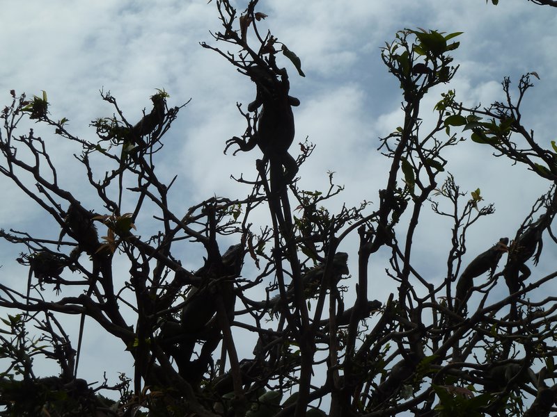 an iguana tree - how many can you spot