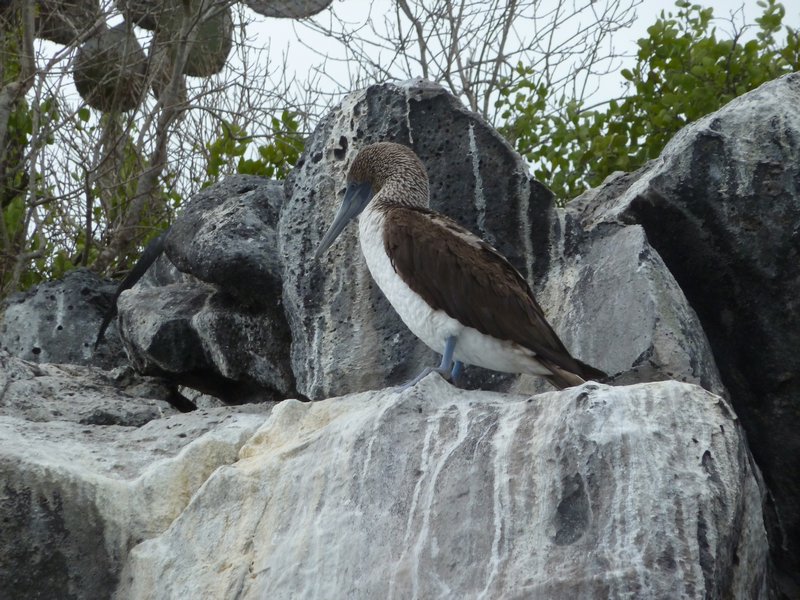 the blue footed booby !!!!