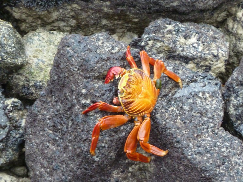 sally lightfoot crab...
