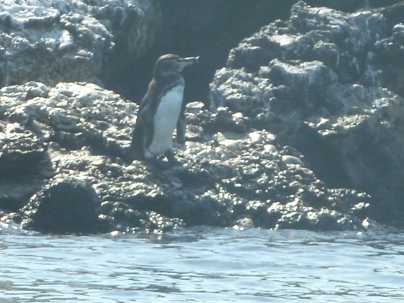 a sole penguin
