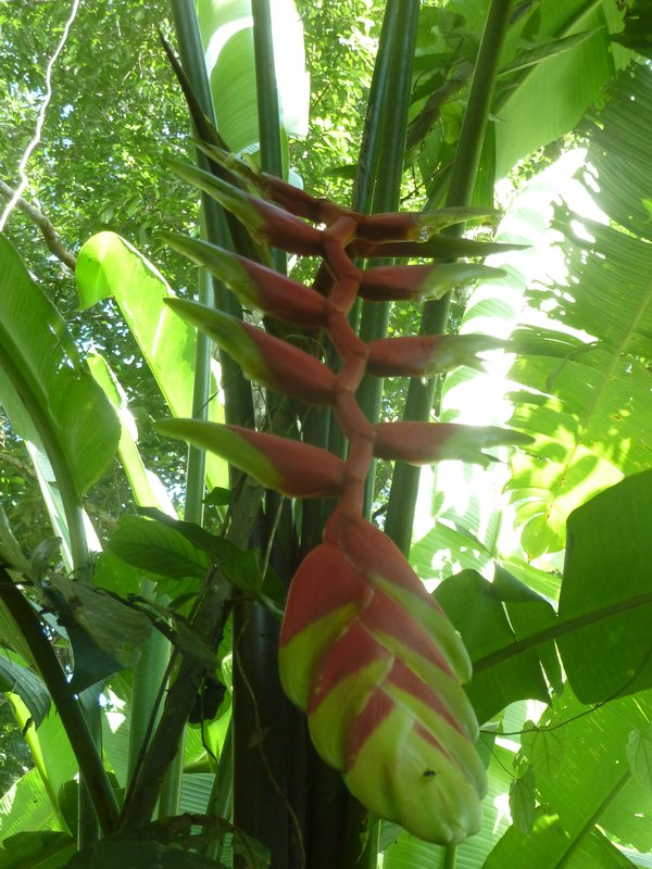 very weird jungle plant