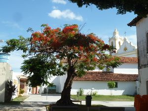 a flamboyant tree - no, it is really called that