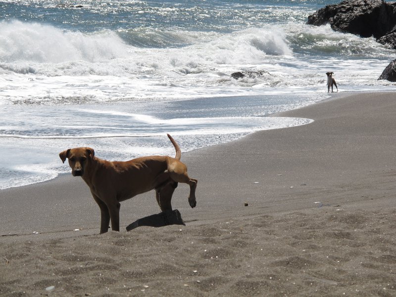 even the local perros enjoy the beach