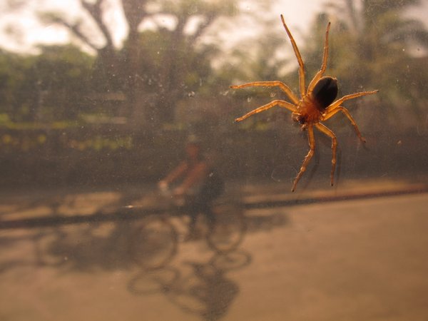 bicycle-eating spider