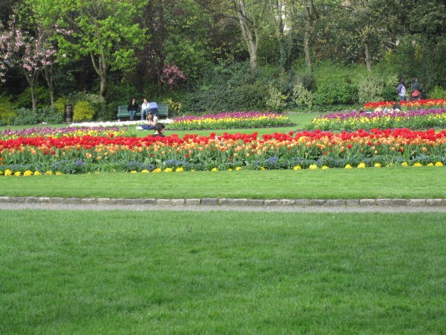 Beautiful tulips everywhere