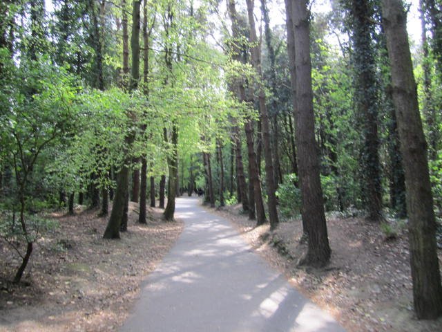 Beautiful forest/park at Malahide