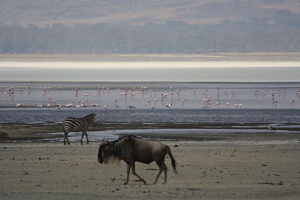 The soda lake, Ngorongoro