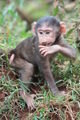 Olive baboon baby