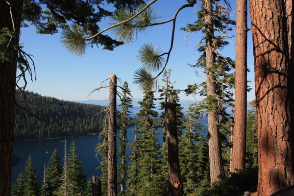 Trees and Emerald Bay