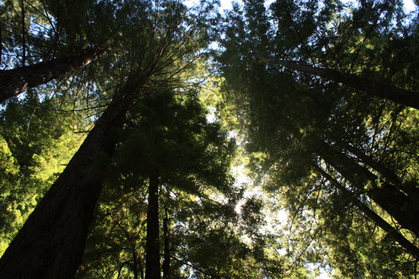 Redwood Trees at Navarro Park