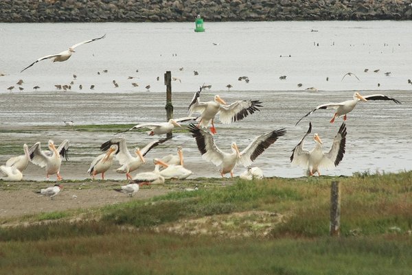 Pelicans come in for a landing