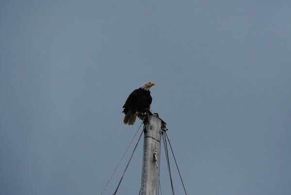 Eagle on top of a boat mast