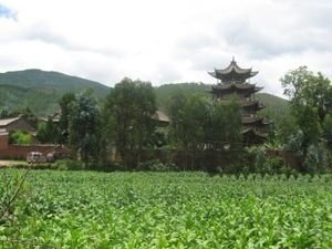 Temple in the tobacco fields