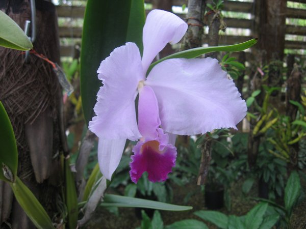 Orchid at Soroa