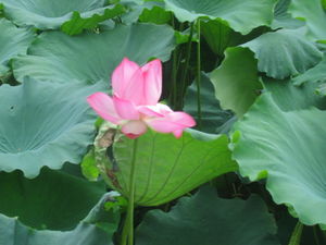 Windblown lotus at West Lake