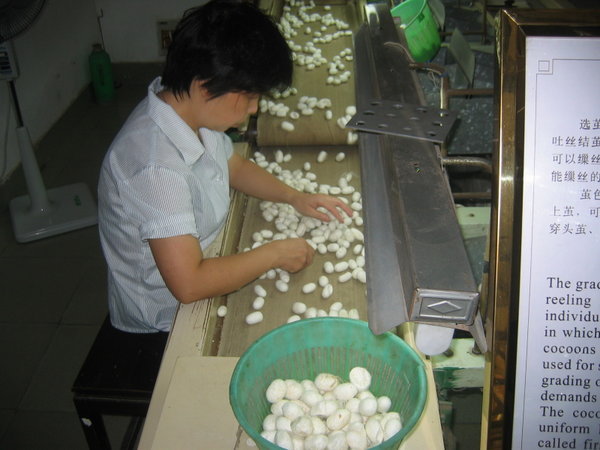 Sorting Silkworm Cocoons