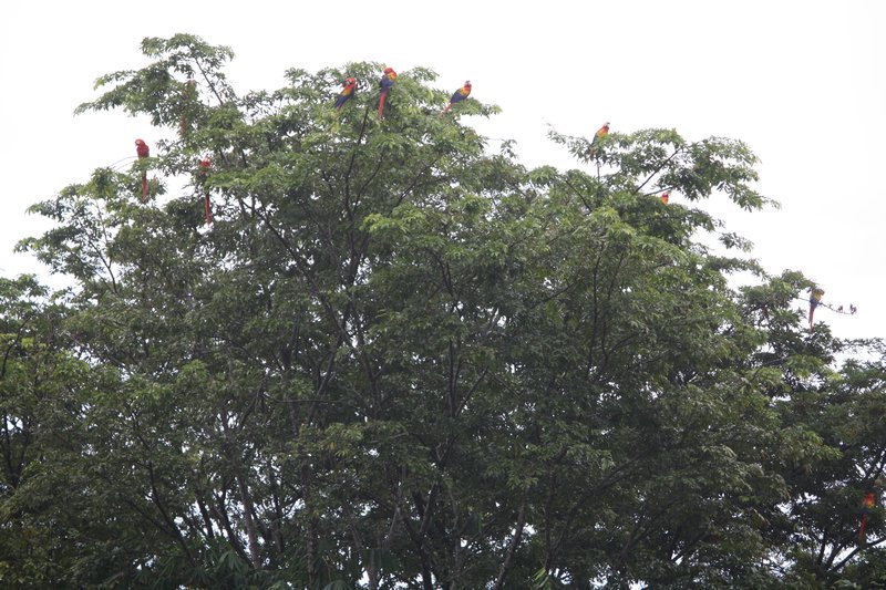 How many Macaws can you count?