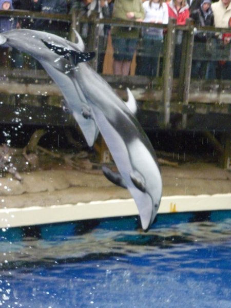 Vancouver Aquarium - Dophins