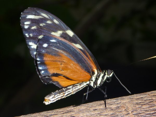 Vancouver Aquarium - Butterfly