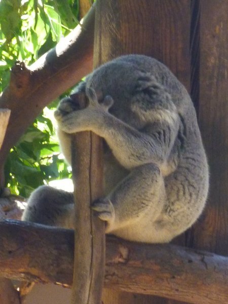 Shy Koala
