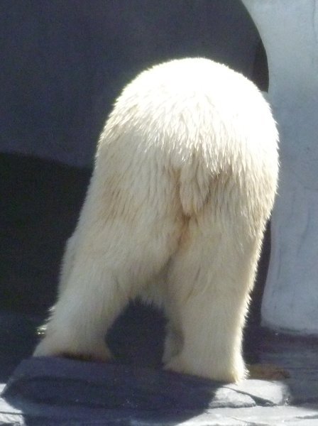 Polar Bear Butt