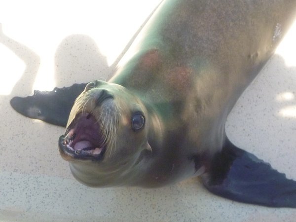 Hungry Seal
