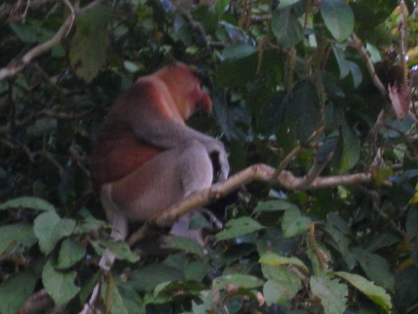 :-) nice one! proboscis monkey