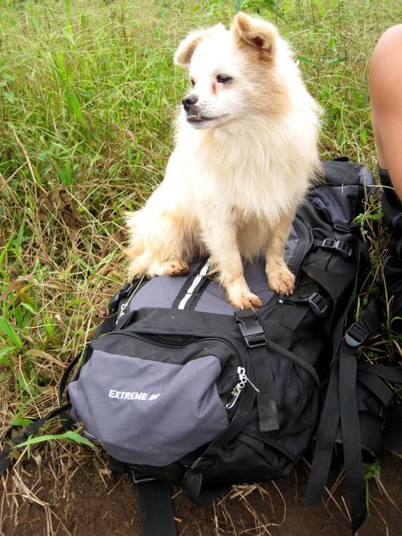 Yako, our trekking buddy!