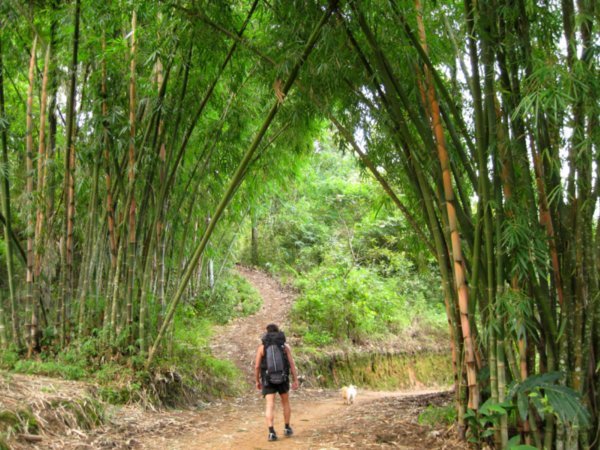 Through the bamboos