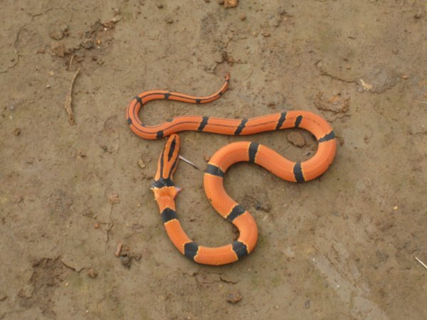 Non identified snake